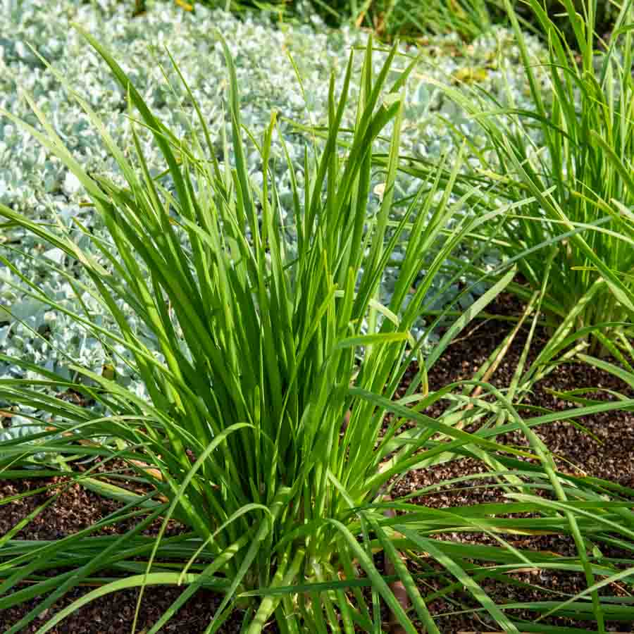Blanc · Vert