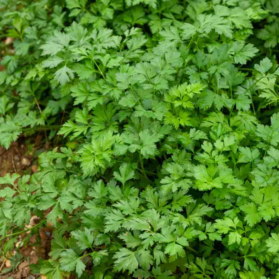 Vert