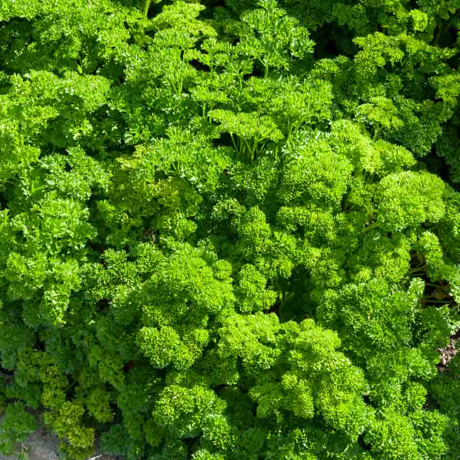 Vert