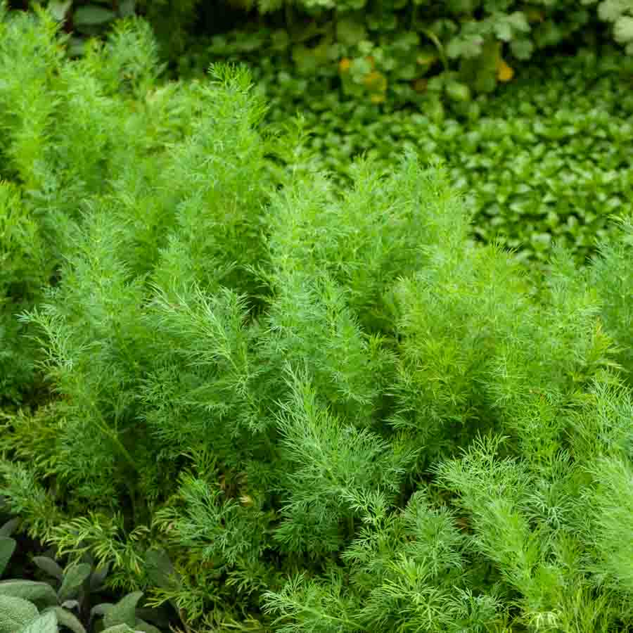 Vert