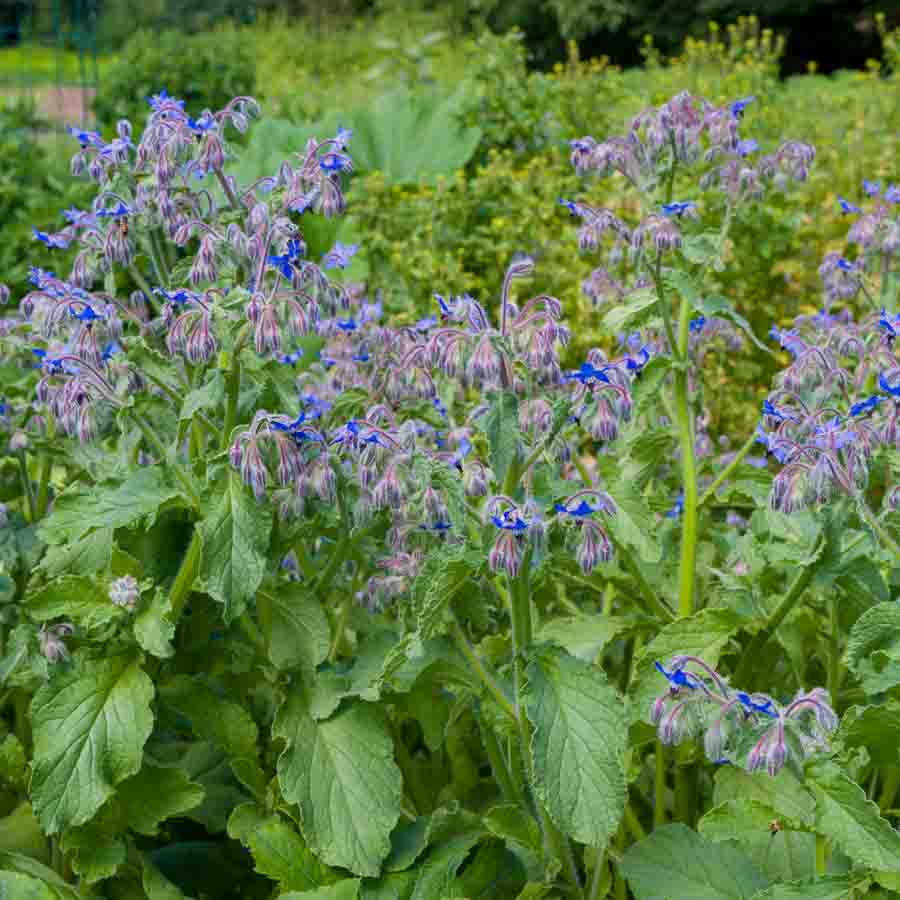 Violet