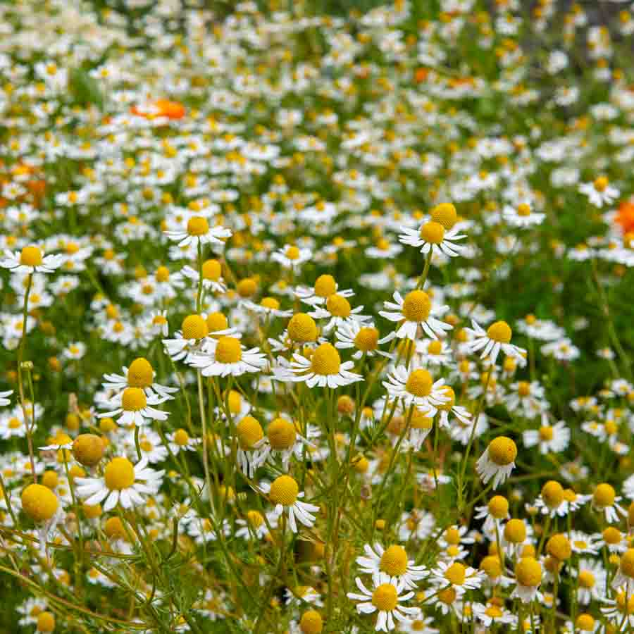 Blanc · Jaune