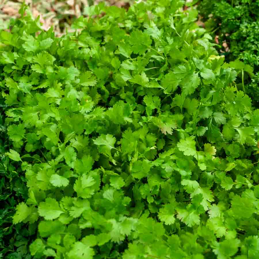 Vert