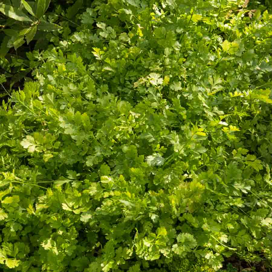 Vert