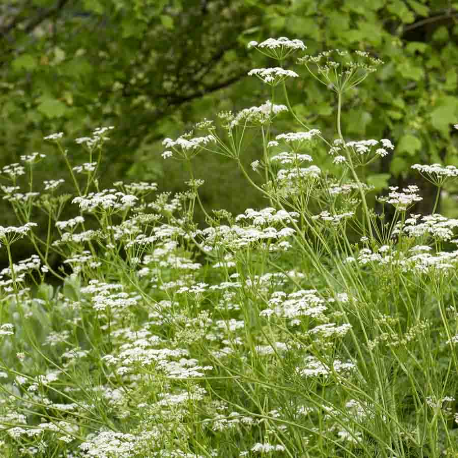 Blanc · Vert