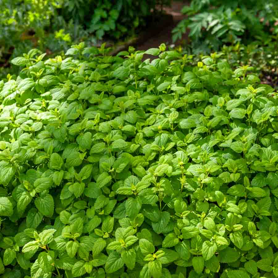 Vert