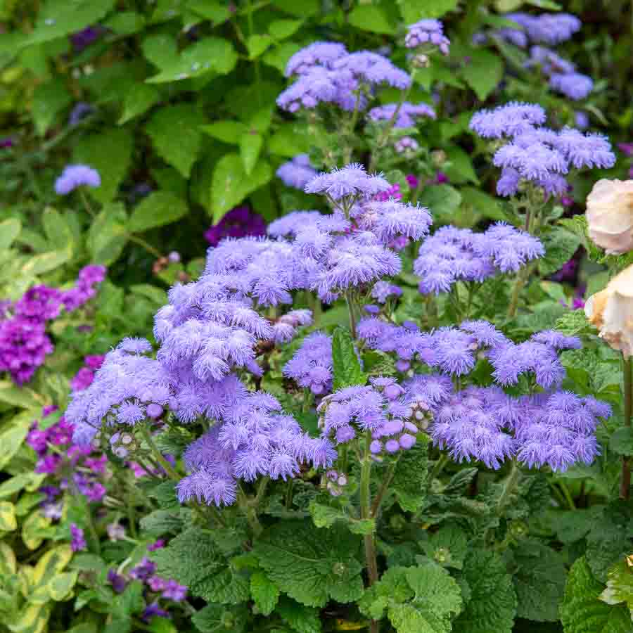 Mauve