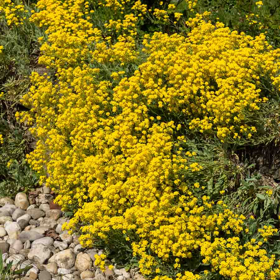 Jaune