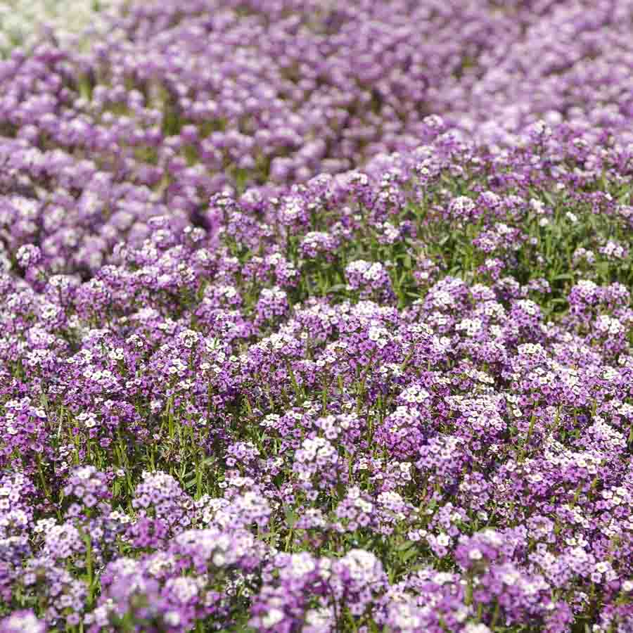 Violet