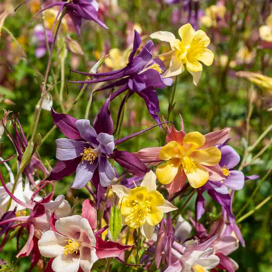 Rouge · Jaune · Rose · Mauve