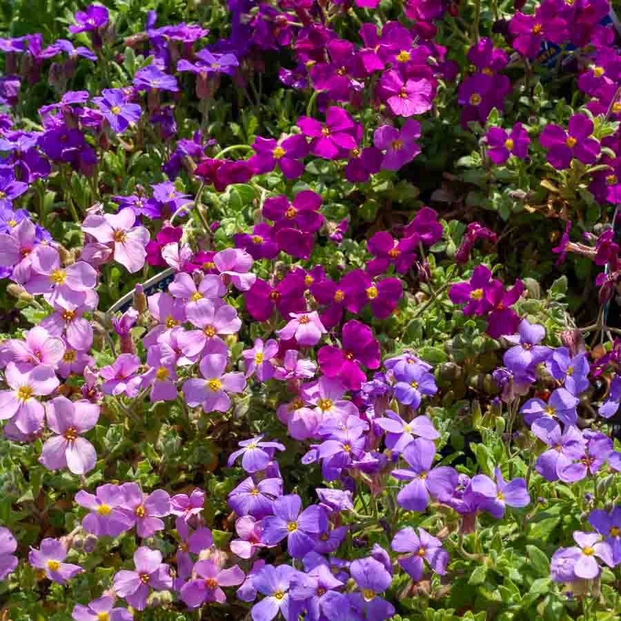 Rose · Mauve · Fuchsia
