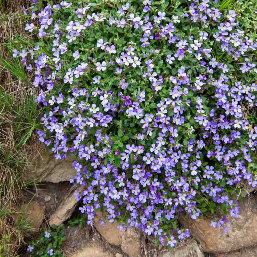 Violet