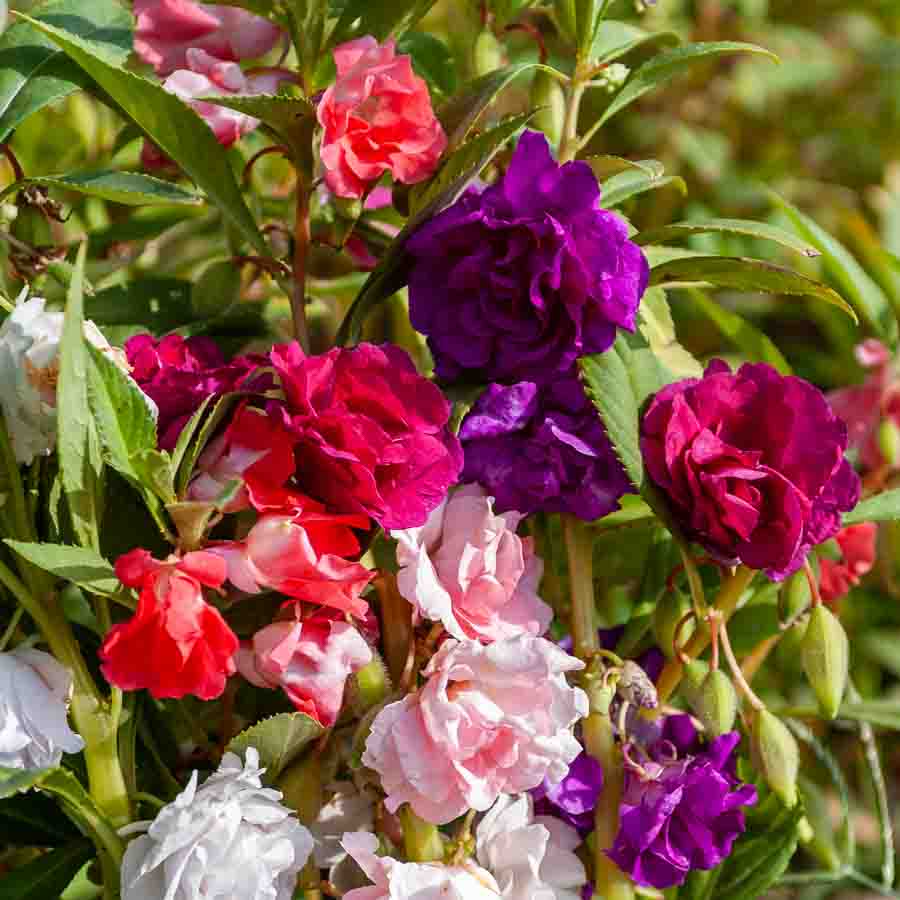 Rose · Violet · Saumon
