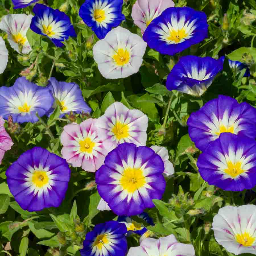 Bleu · Jaune · Rose · Violet · Mauve