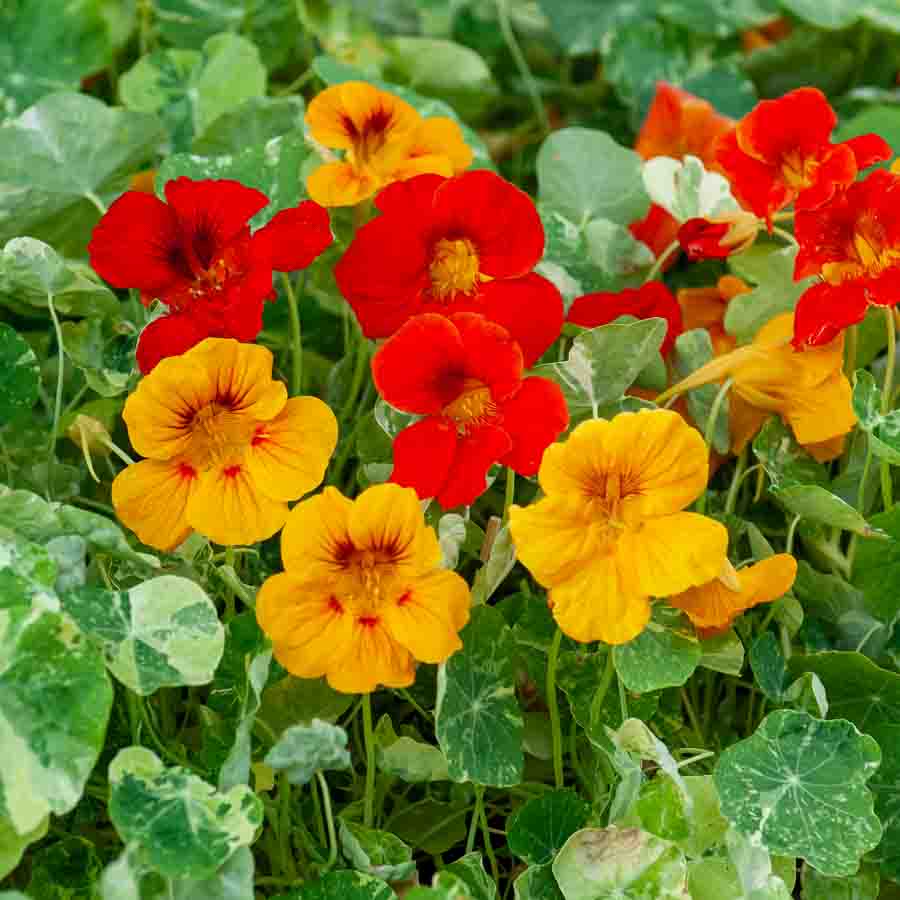 Rouge · Jaune · Orange · Crème
