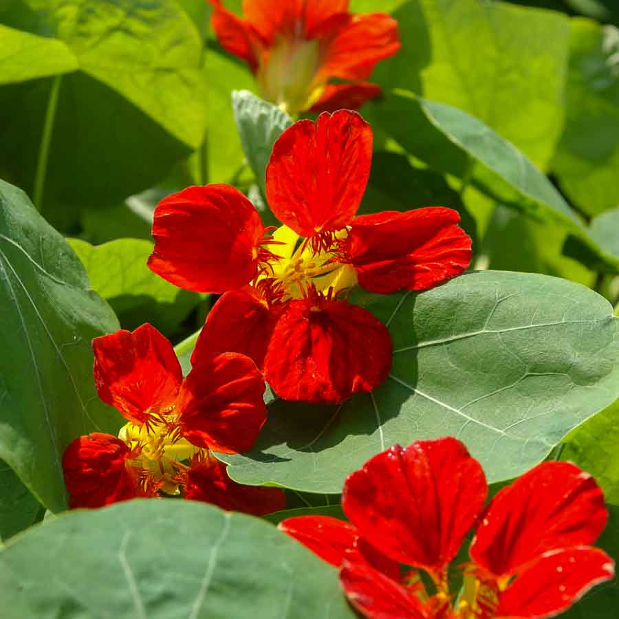 Rouge
