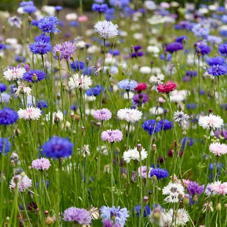 Blanc · Rose · Violet · Mauve