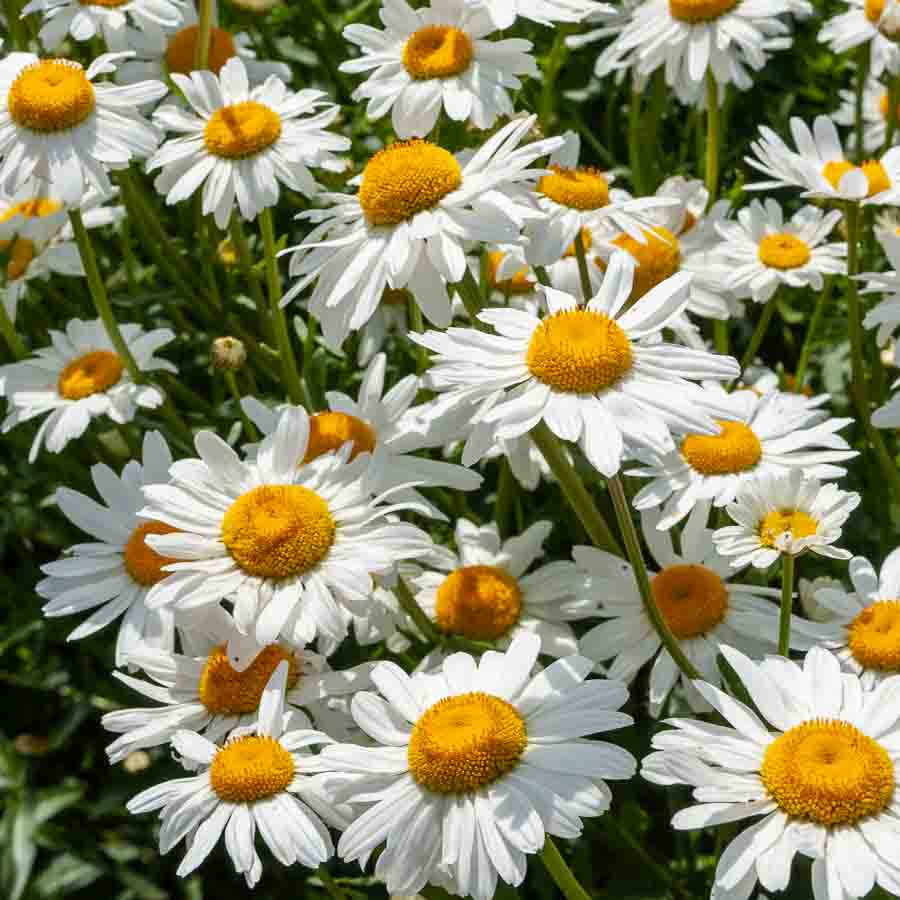 Blanc · Jaune