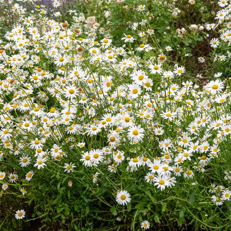 Blanc · Jaune