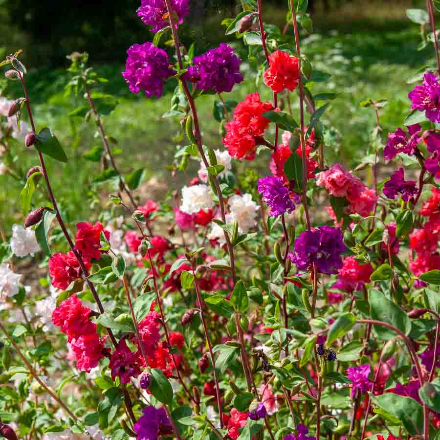 Blanc · Violet · Fuchsia