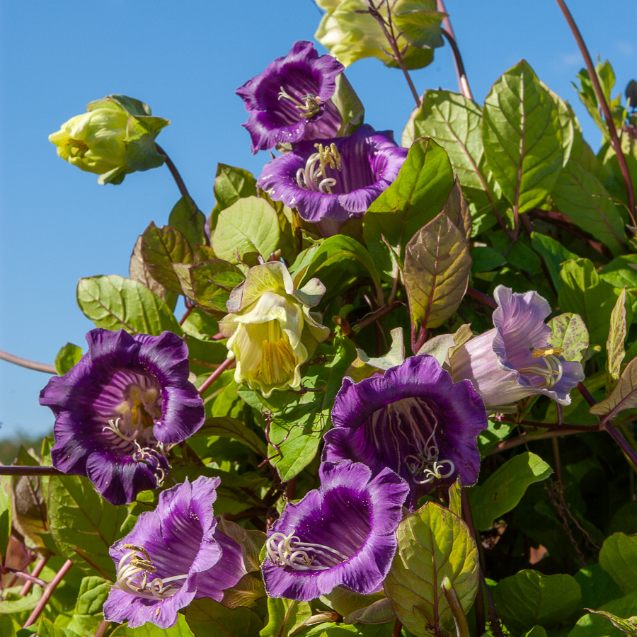 Violet