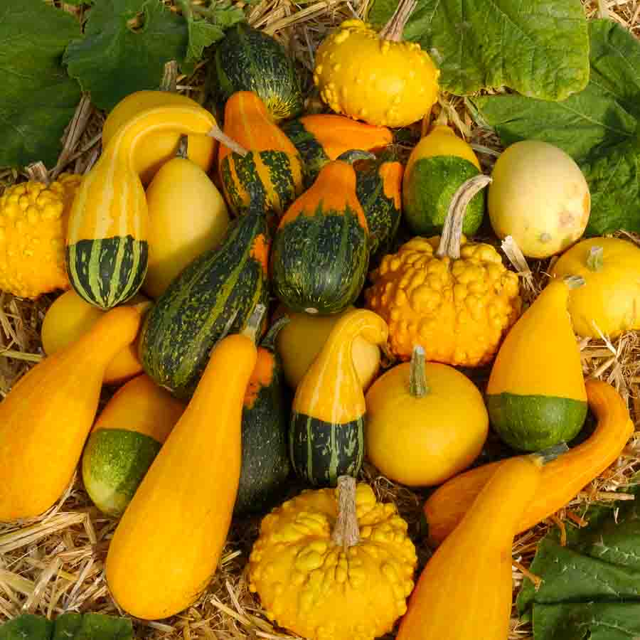 Blanc · Vert · Jaune · Orange