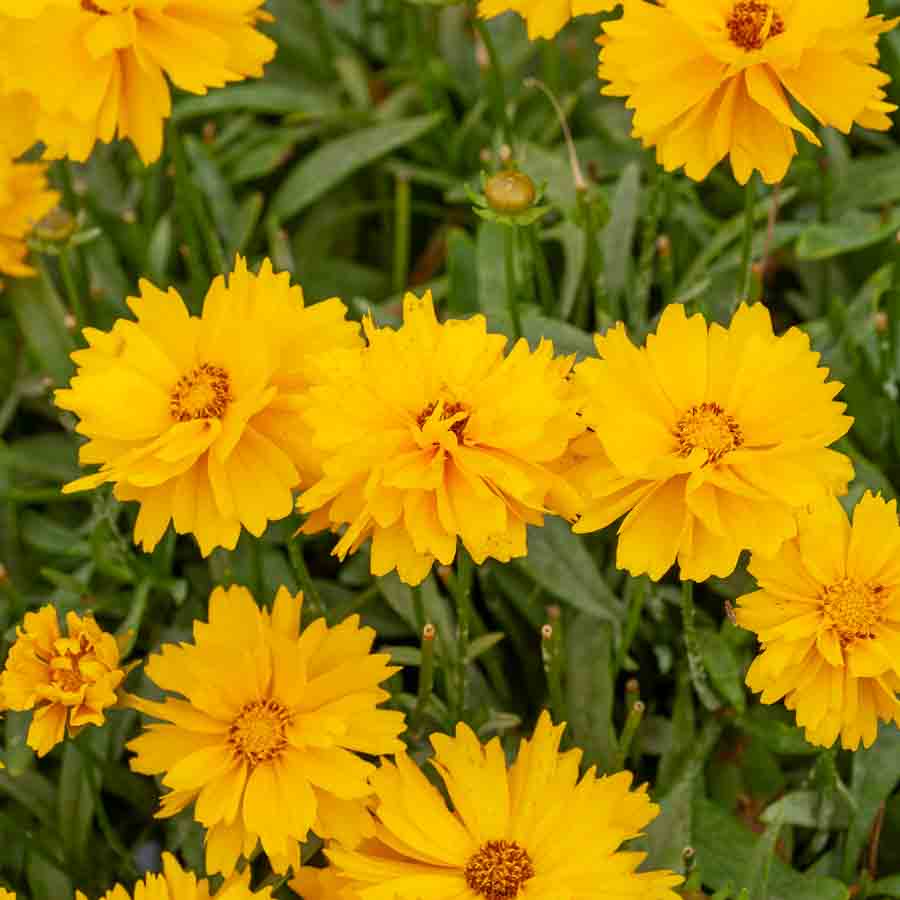 Jaune