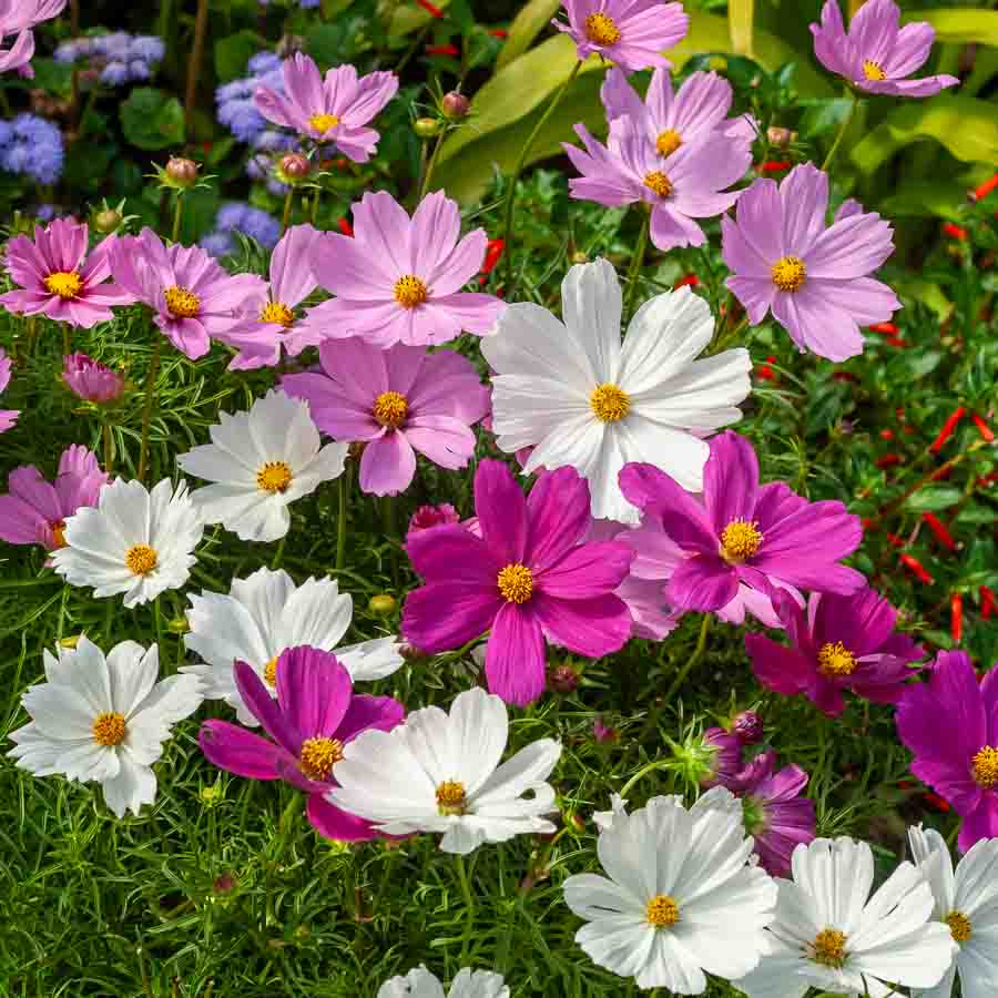 Blanc · Rose · Pourpre