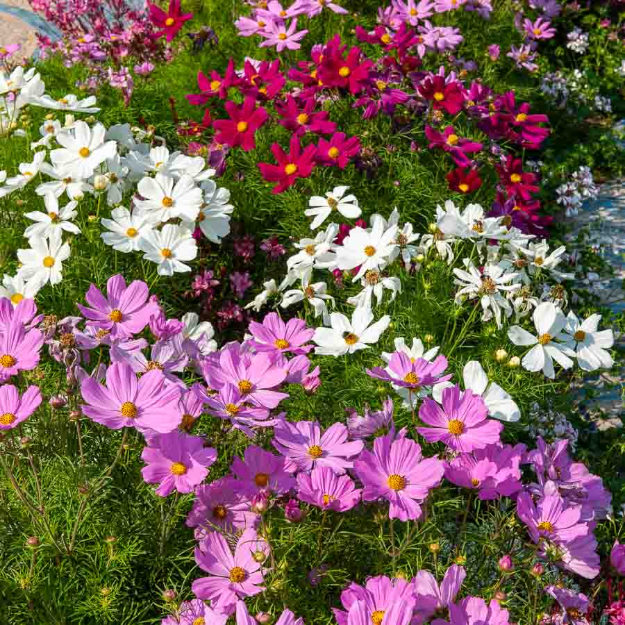 Blanc · Rose · Pourpre