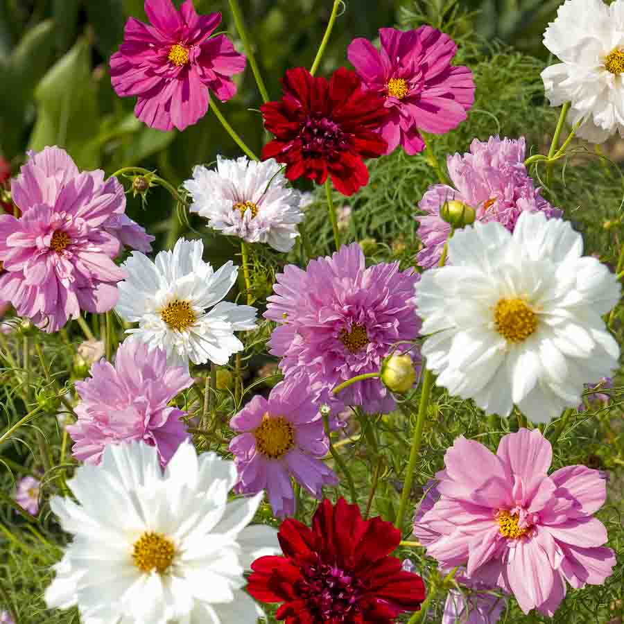 Blanc · Rose · Pourpre