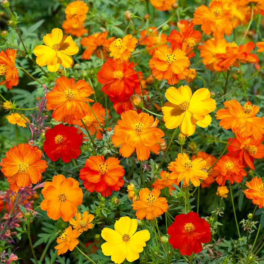 Rouge · Jaune · Orange