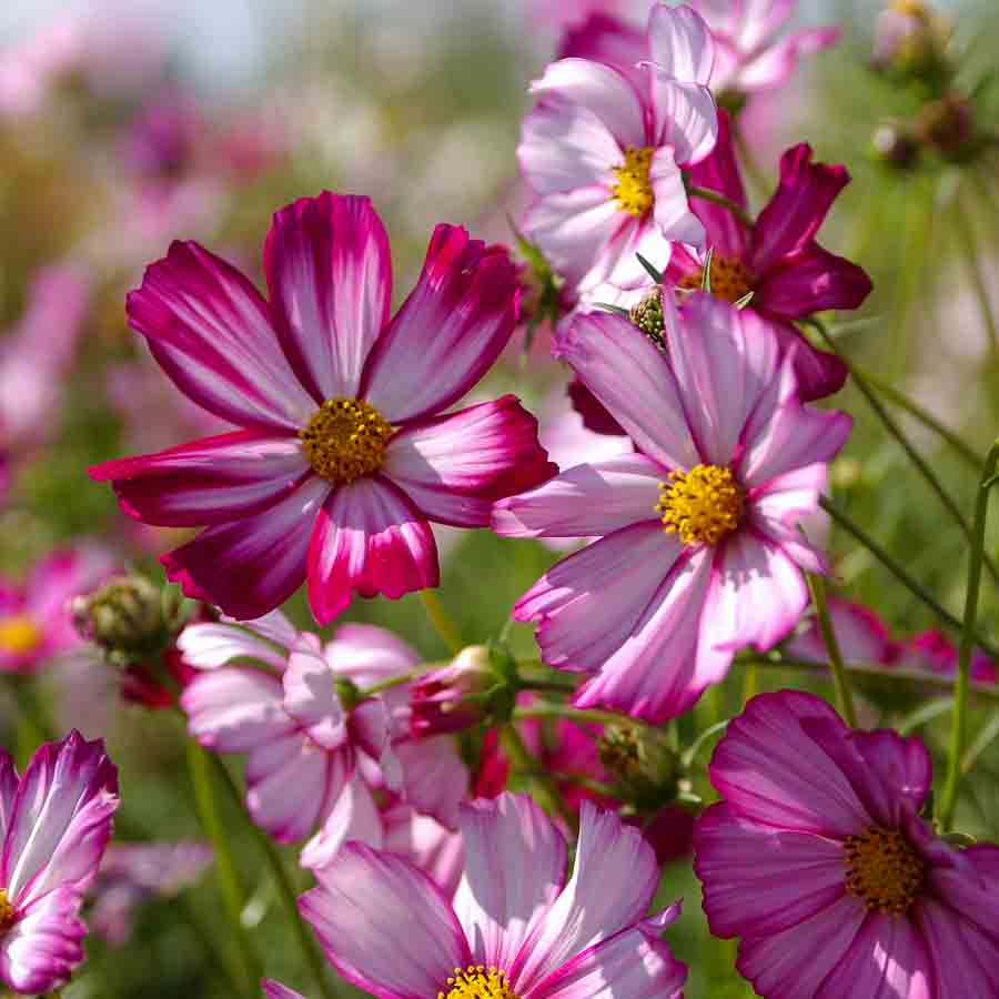 Rose · Fuchsia