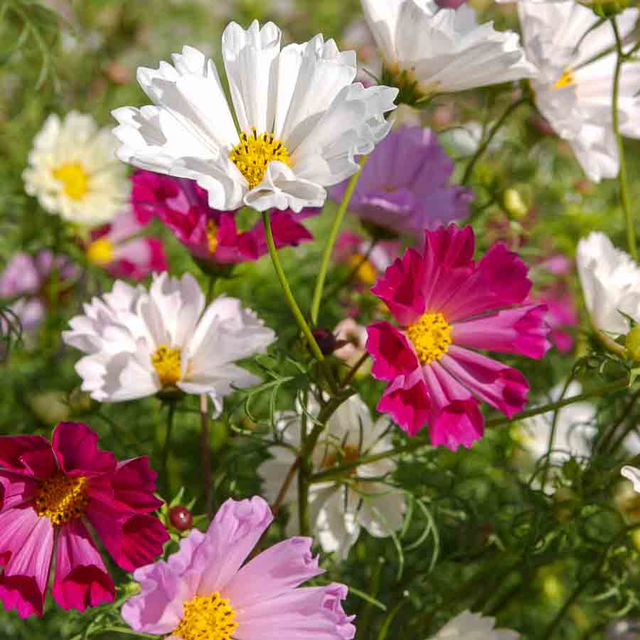 Blanc · Rose · Pourpre
