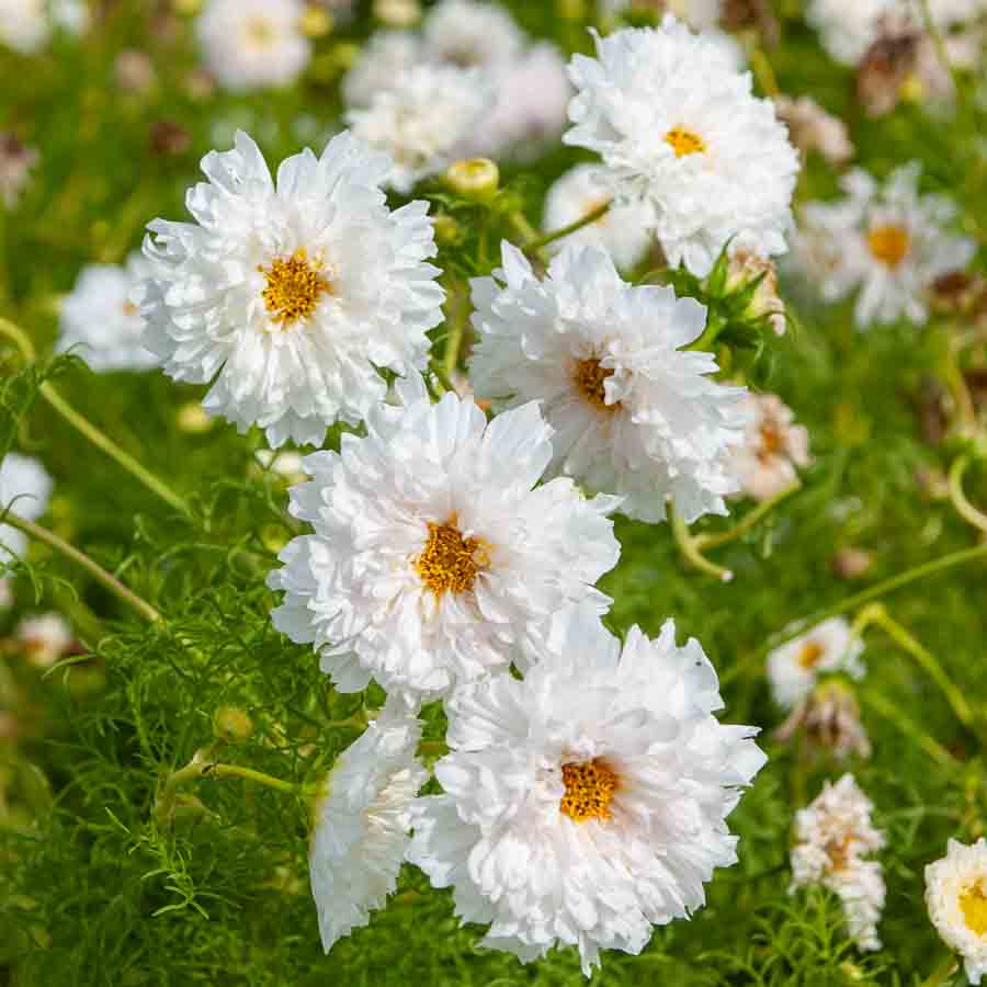 Blanc