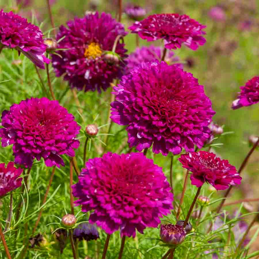 Pourpre