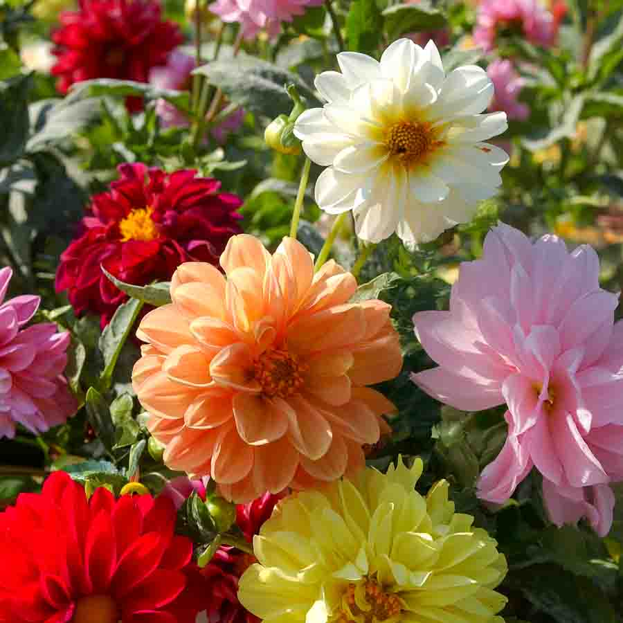 Blanc · Jaune · Rose · Saumon