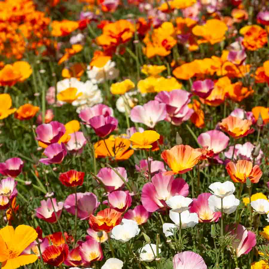 Blanc · Orange · Fuchsia