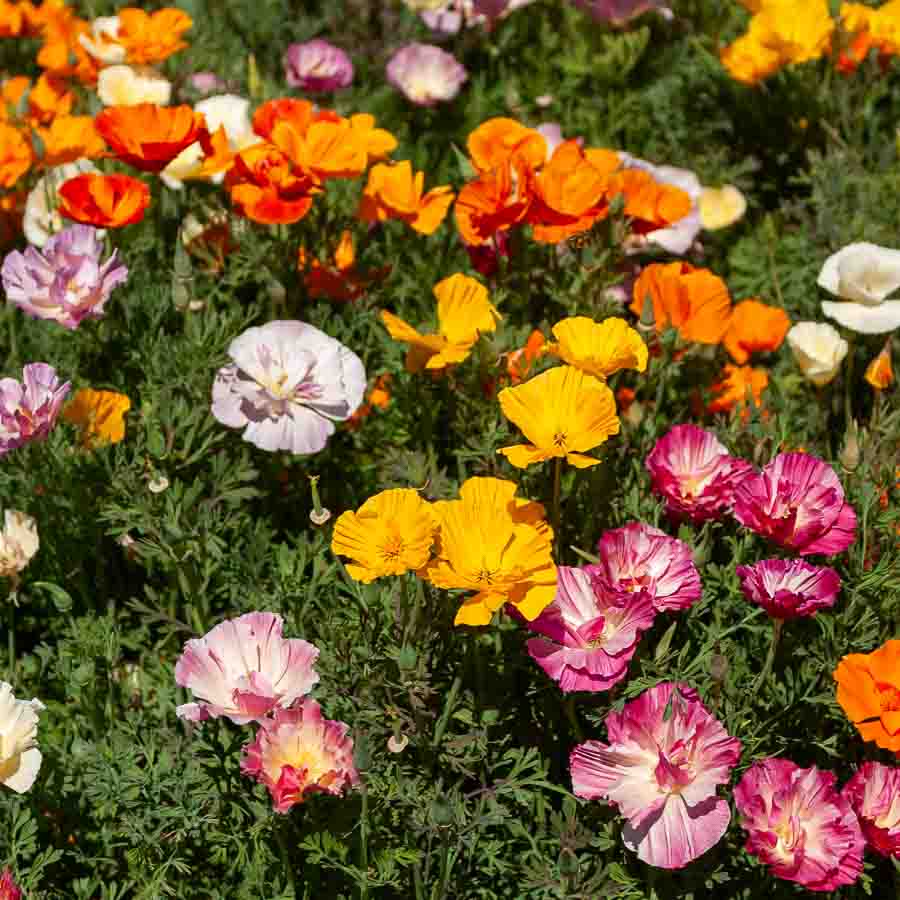Blanc · Orange · Fuchsia