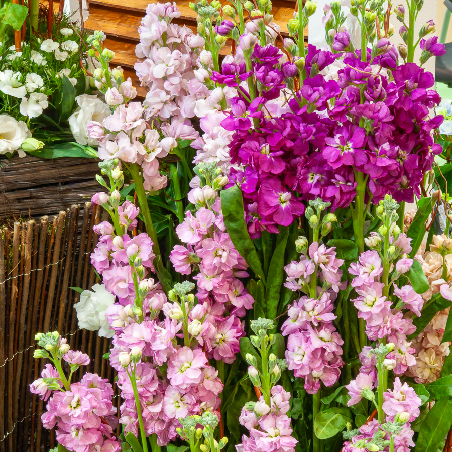 Blanc · Rouge · Jaune · Fuchsia