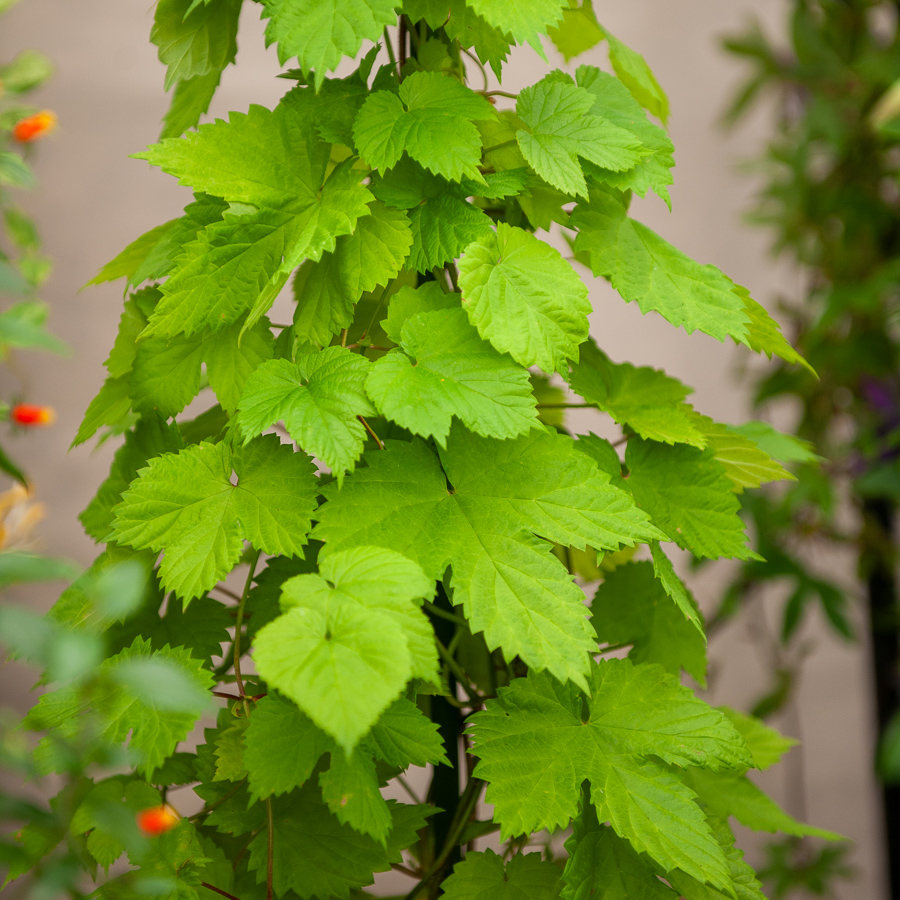 Vert · Jaune