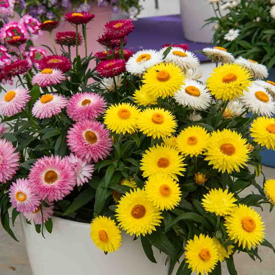 Blanc · Orange · Fuchsia