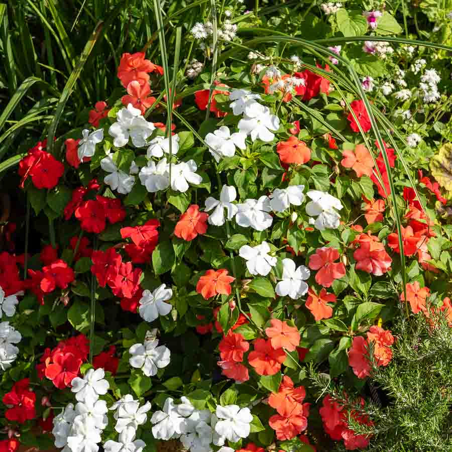 Blanc · Rouge · Rose · Fuchsia