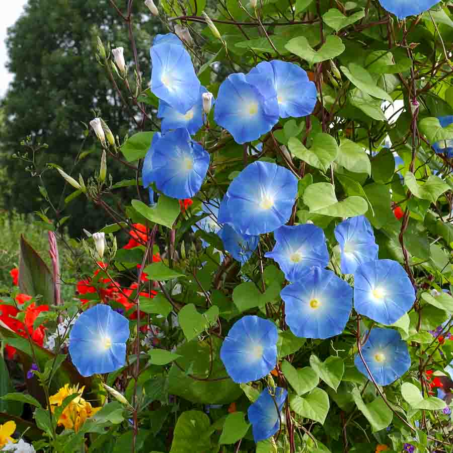 Bleu