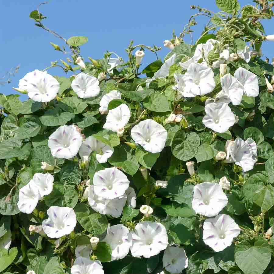Blanc