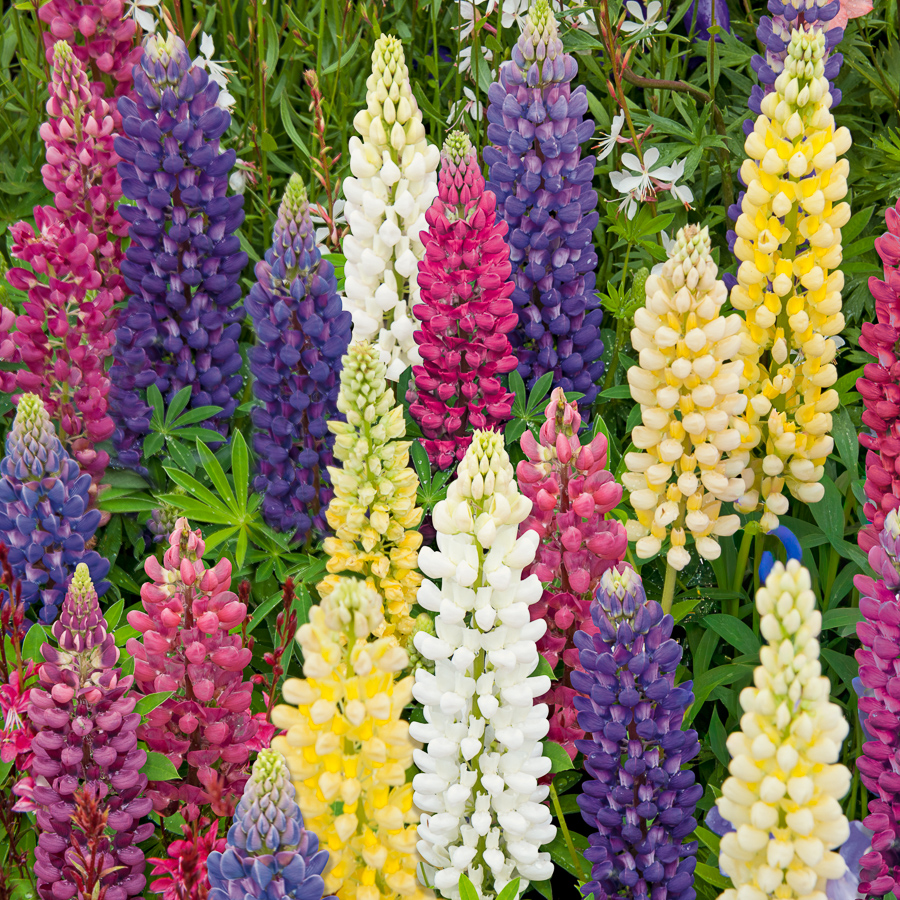 Blanc · Jaune · Rose · Violet
