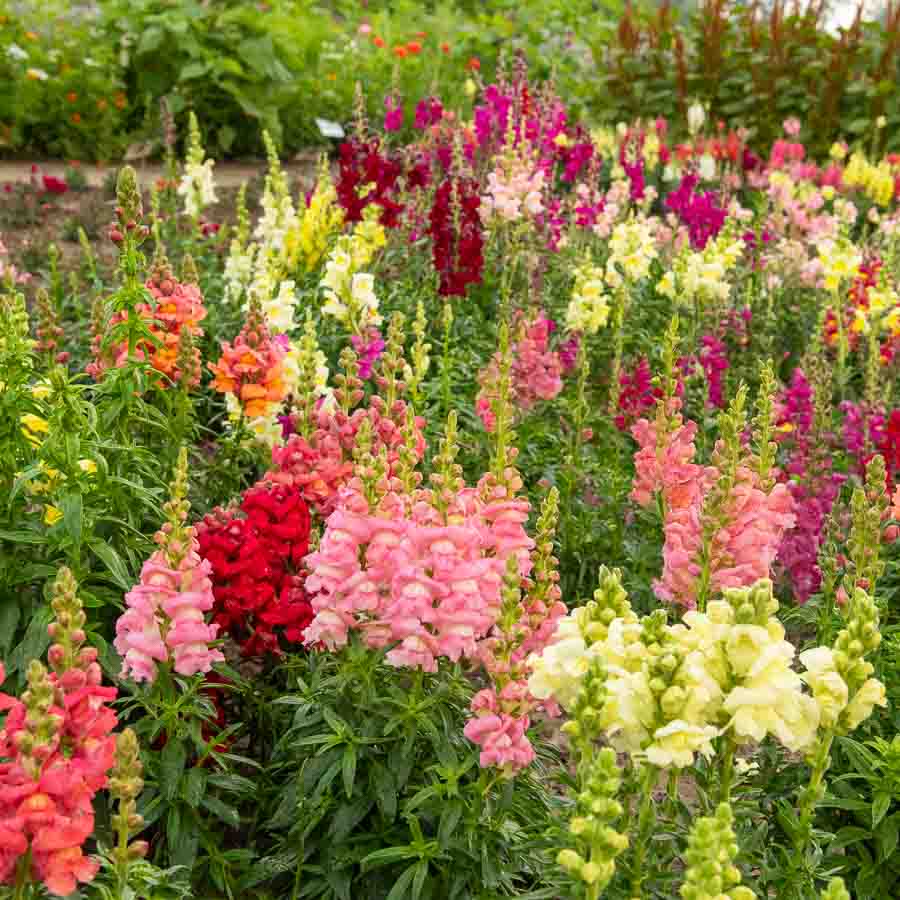 Blanc · Rouge · Jaune · Fuchsia