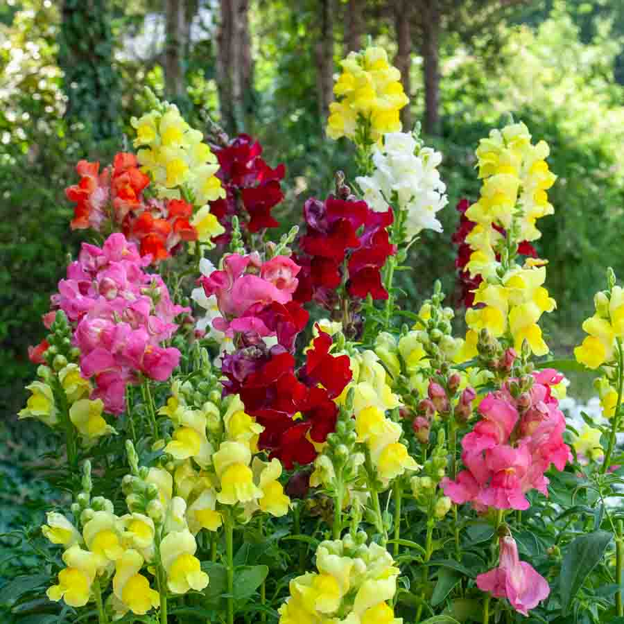 Blanc · Rouge · Jaune · Fuchsia