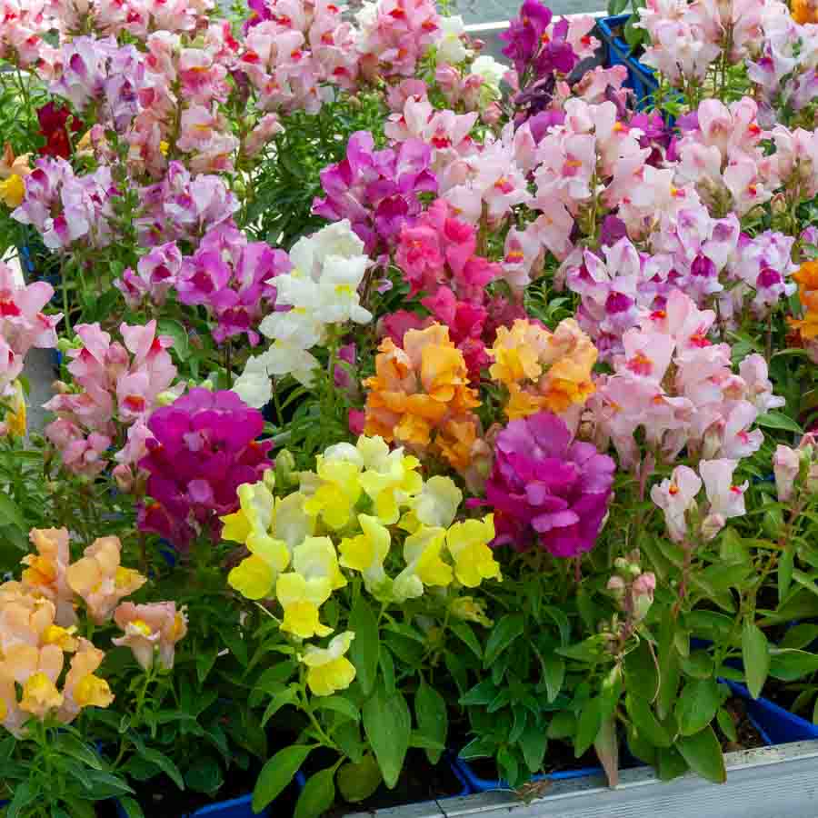 Blanc · Rouge · Jaune · Fuchsia