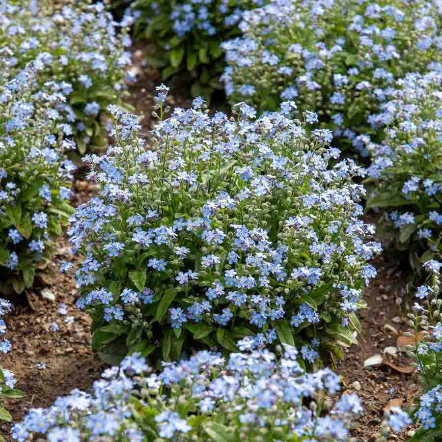 Bleu