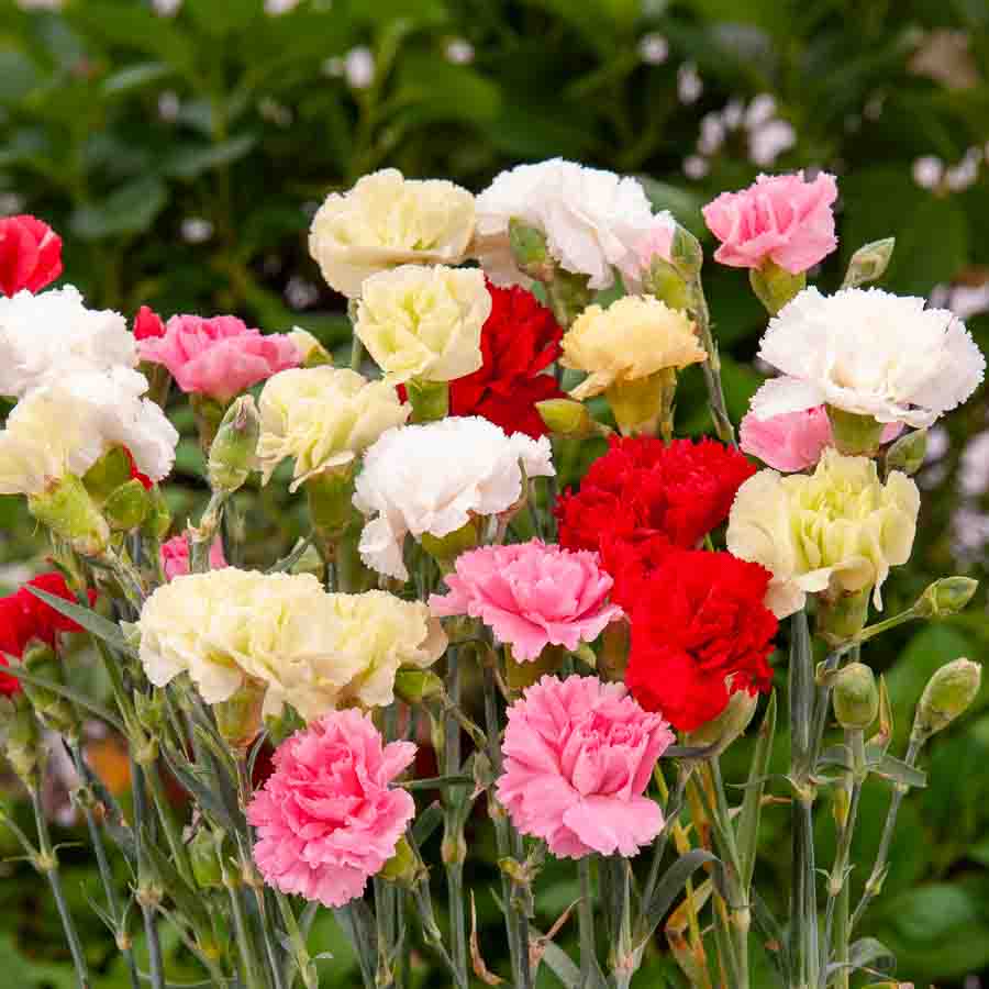 Blanc · Rouge · Jaune · Rose